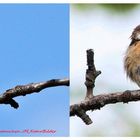 Schwarzkehlchen-Saxicola rubicola