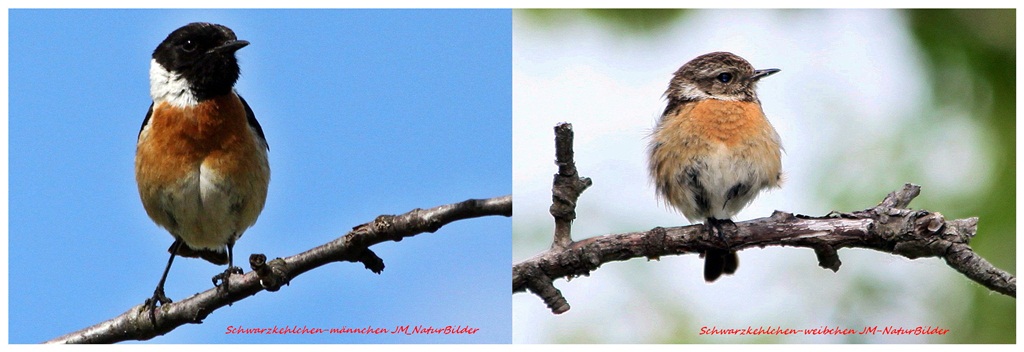 Schwarzkehlchen-Saxicola rubicola