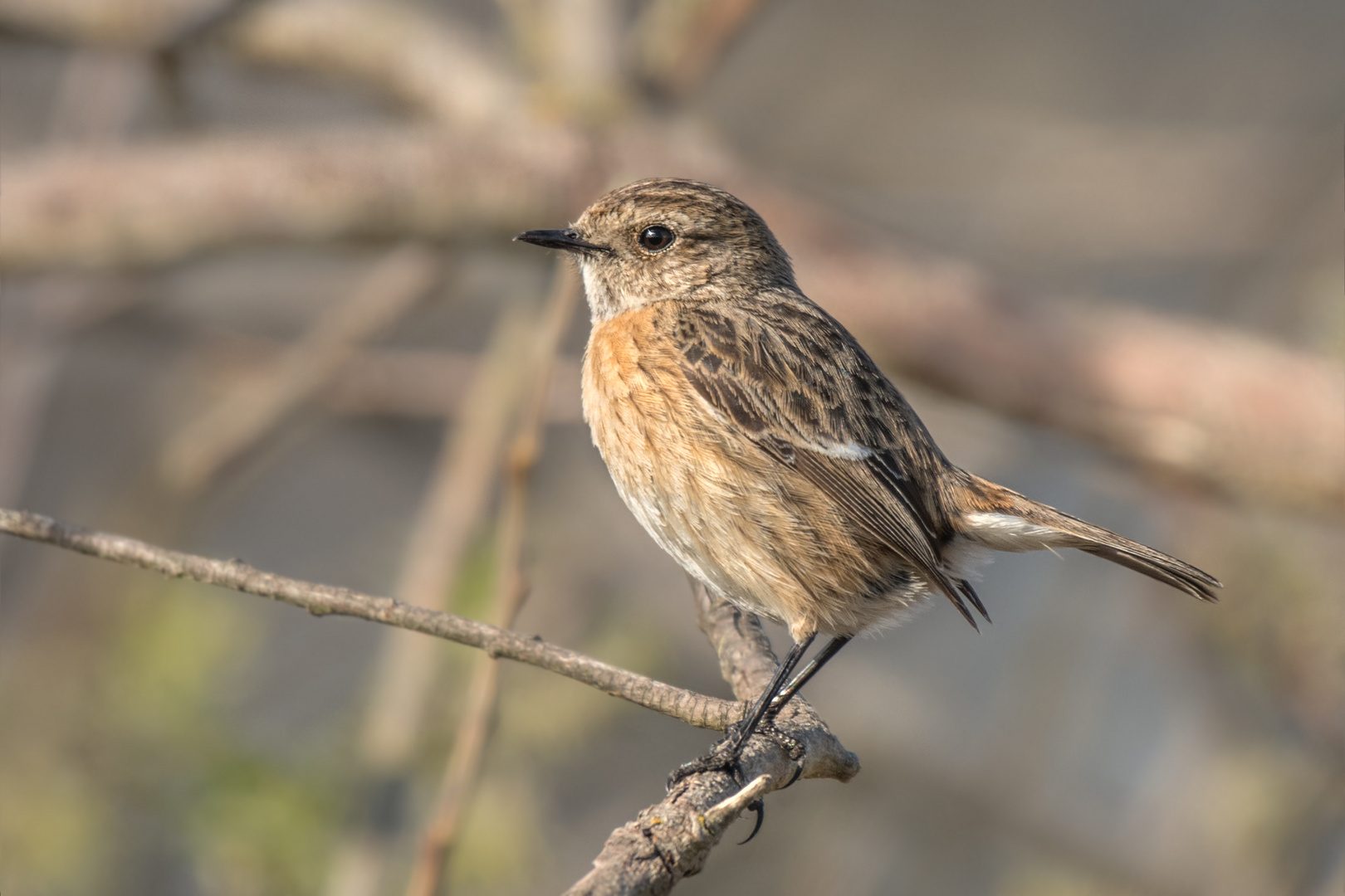 Schwarzkehlchen (Saxicola rubicola) 