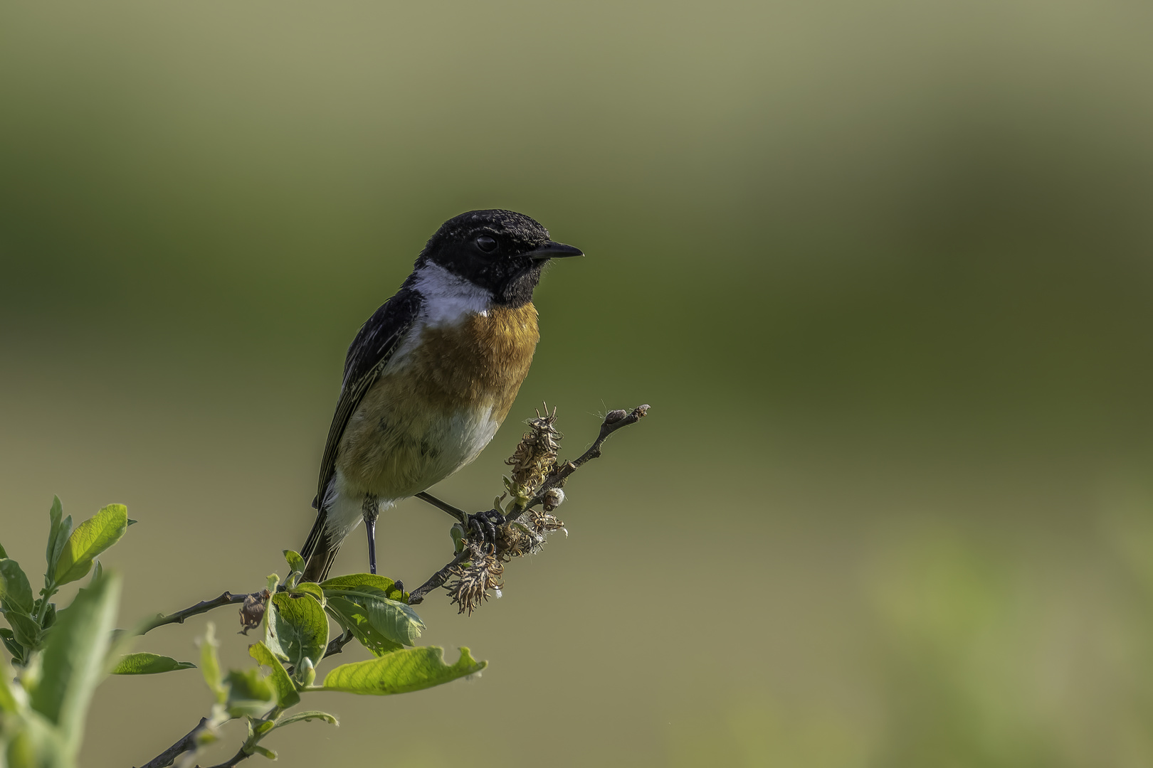 Schwarzkehlchen (Saxicola rubicola)