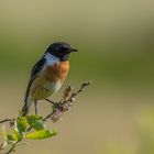 Schwarzkehlchen (Saxicola rubicola)