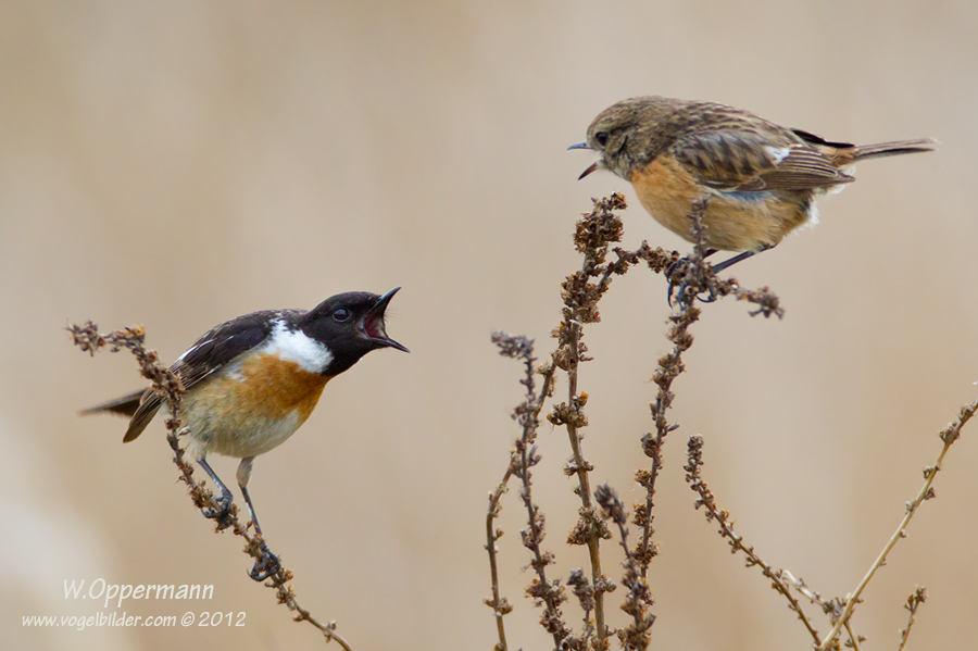 Schwarzkehlchen (Saxicola rubicola) Familienzoff