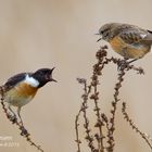 Schwarzkehlchen (Saxicola rubicola) Familienzoff