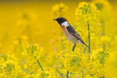 Schwarzkehlchen | Saxicola rubicola im Abendlicht