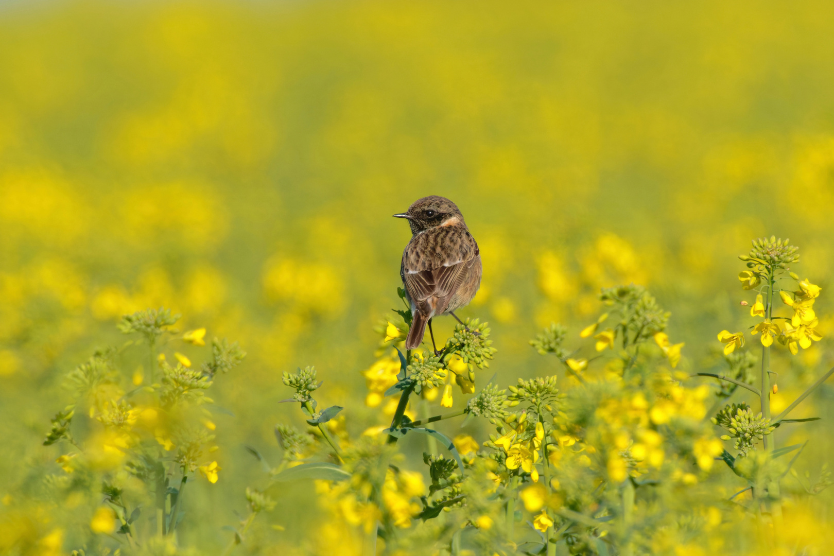  Schwarzkehlchen (Saxicola rubicola )  im Raps