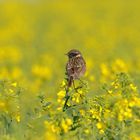  Schwarzkehlchen (Saxicola rubicola )  im Raps