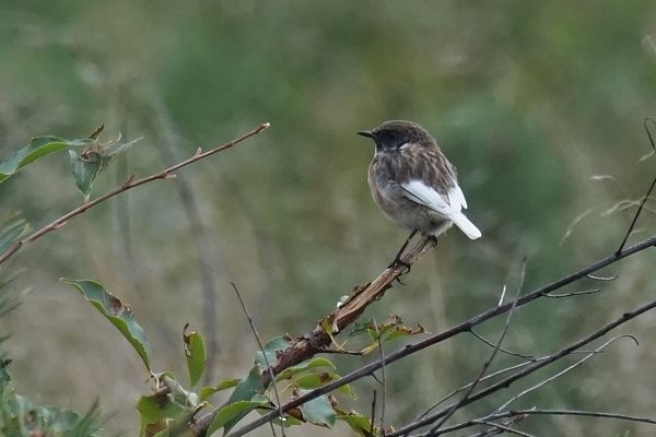 Schwarzkehlchen (Saxicola rubicola), Männchen