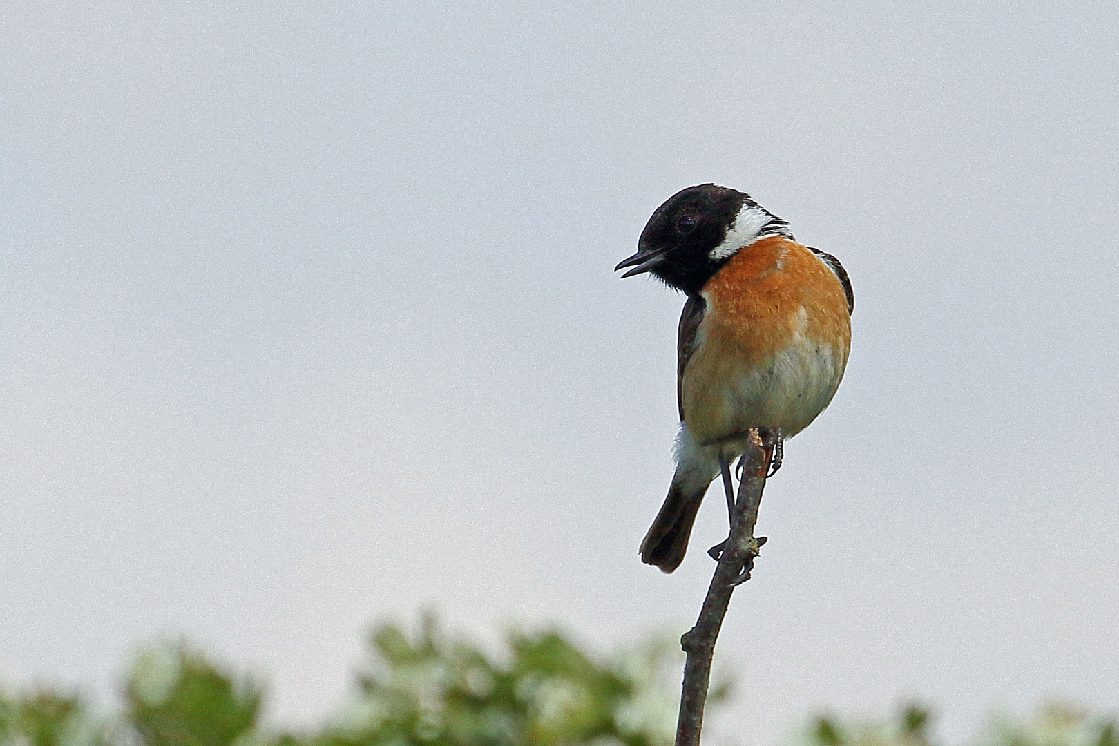 Schwarzkehlchen (Saxicola rubicola) - männlich