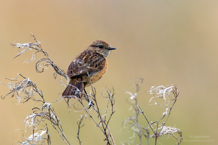 Schwarzkehlchen (Saxicola rubicola) weibchen