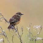 Schwarzkehlchen (Saxicola rubicola) weibchen