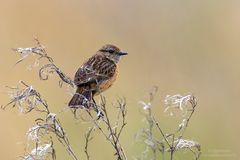 Schwarzkehlchen (Saxicola rubicola) weibchen