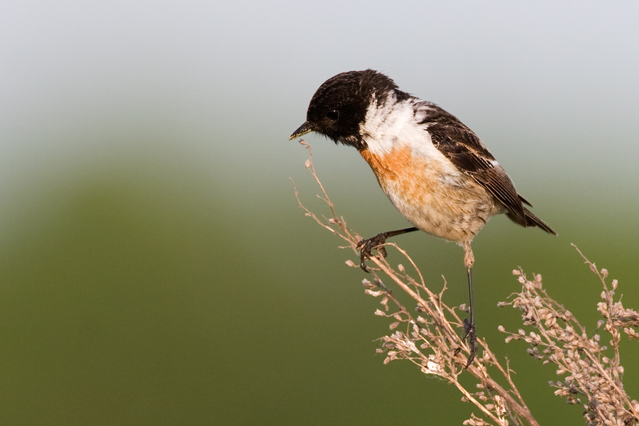 Schwarzkehlchen - Saxicola torquala