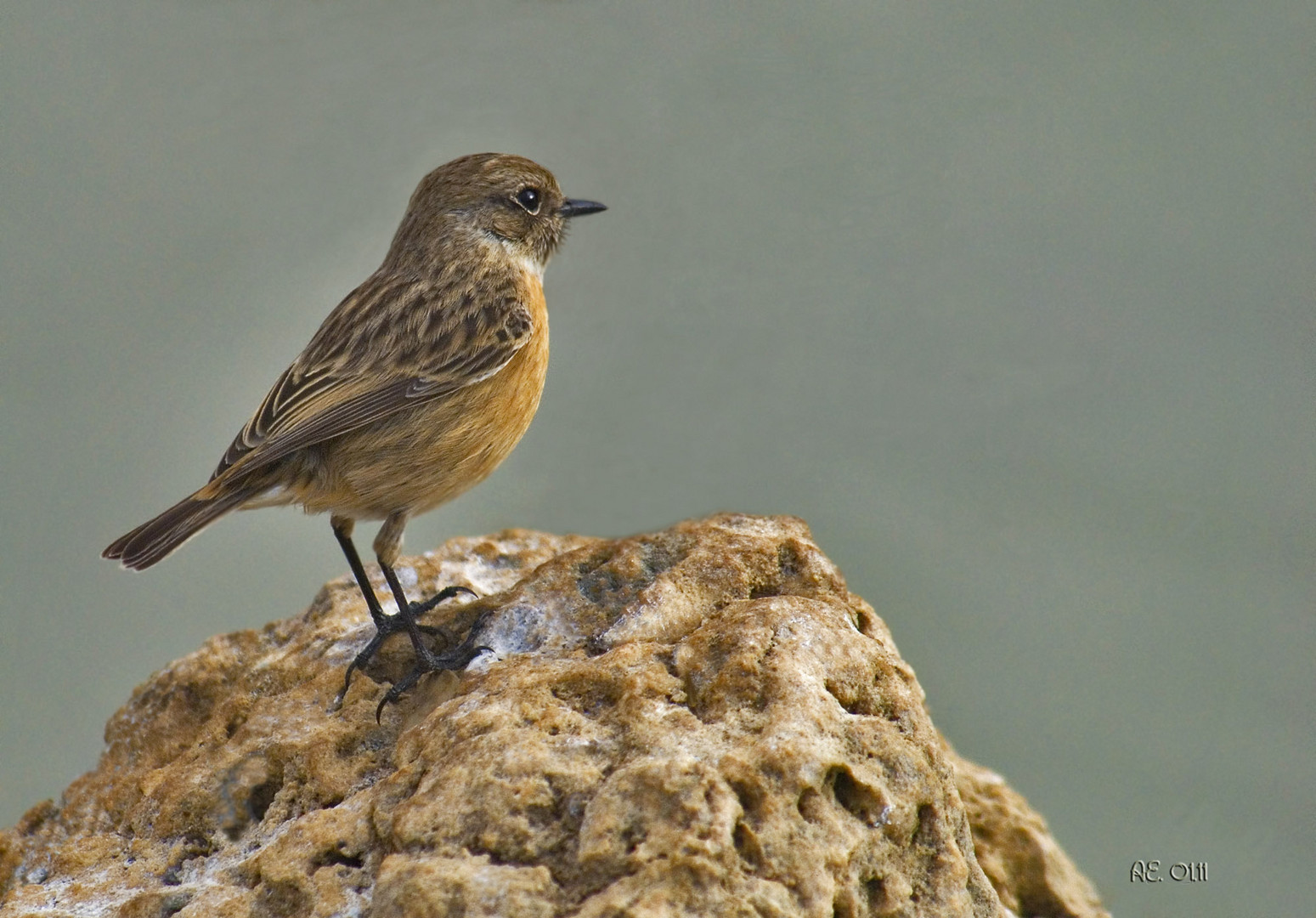 Schwarzkehlchen ( Saxicola torquata )