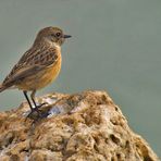 Schwarzkehlchen ( Saxicola torquata )