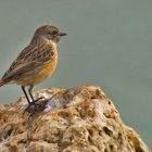 Schwarzkehlchen ( Saxicola torquata )