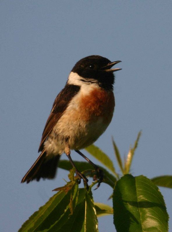 Schwarzkehlchen (Saxicola torquata)