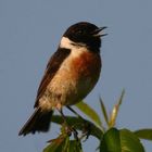 Schwarzkehlchen (Saxicola torquata)