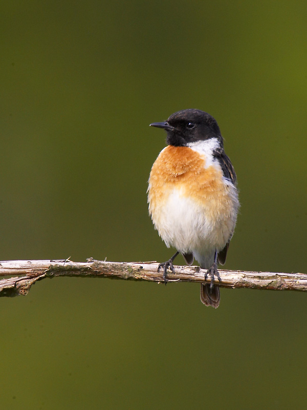 Schwarzkehlchen (Saxicola Torquata)