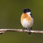 Schwarzkehlchen (Saxicola Torquata)