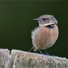 Schwarzkehlchen  -  Saxicola torquatus