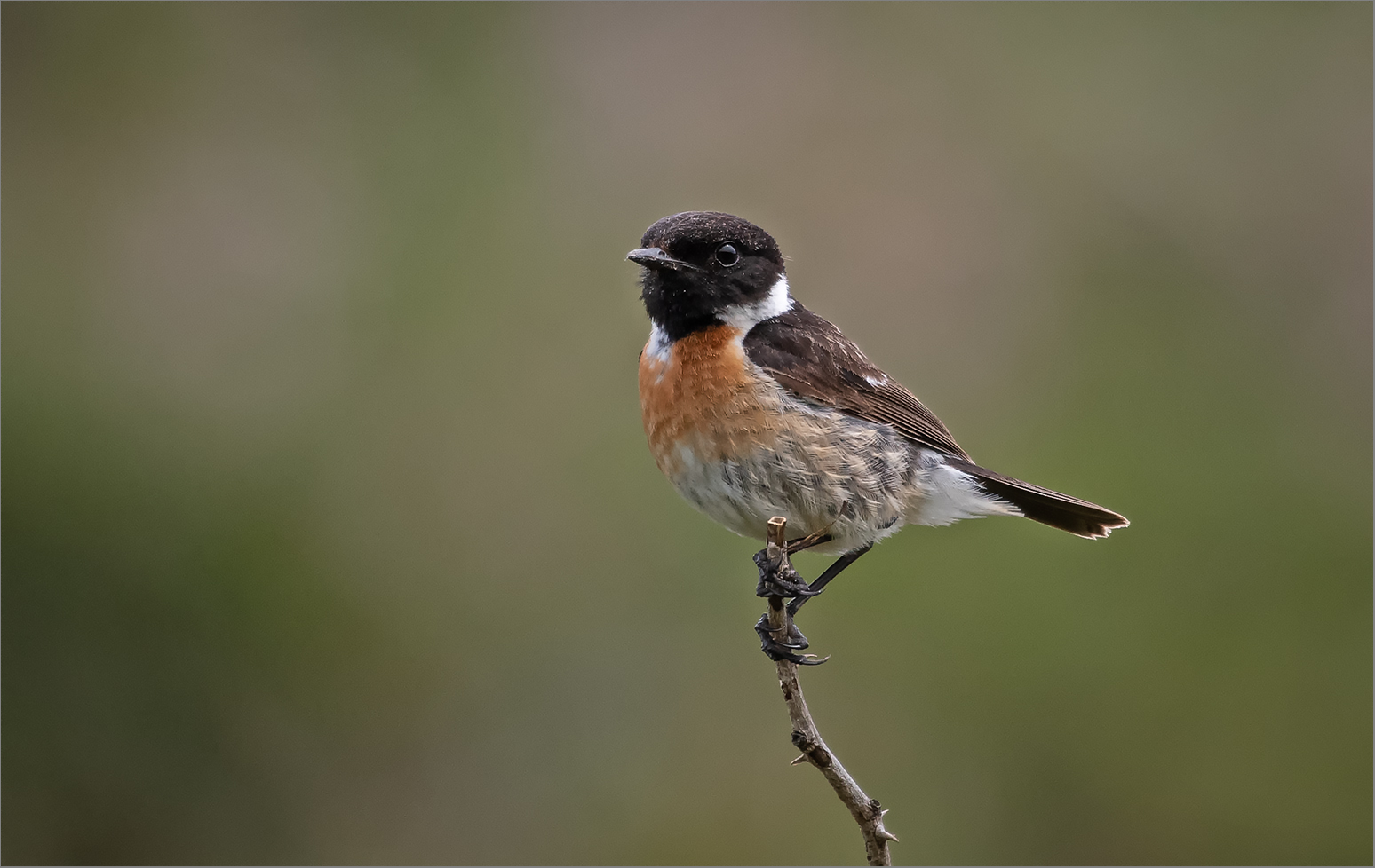 Schwarzkehlchen  -  Saxicola torquatus