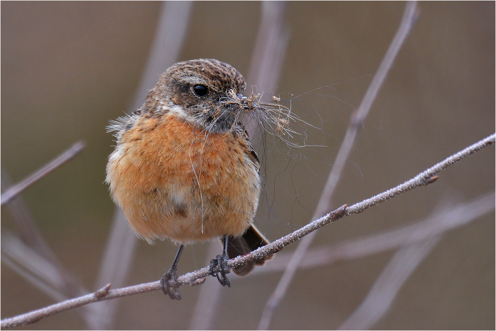 Schwarzkehlchen - Saxicola torquatus