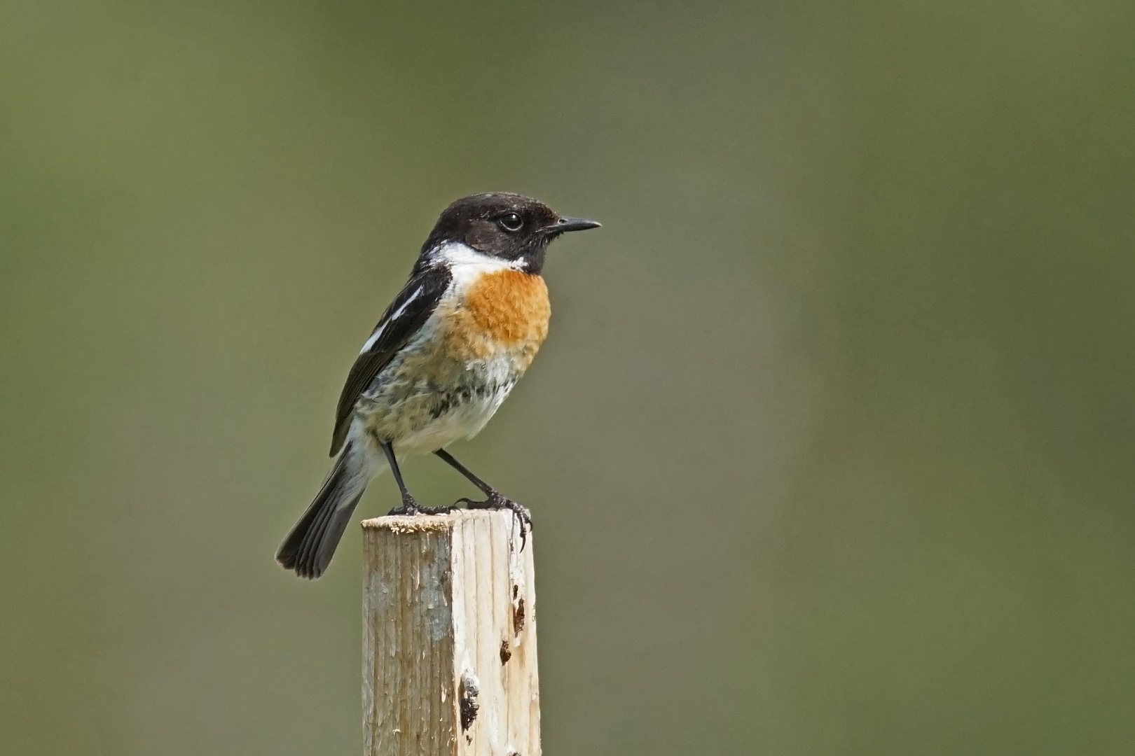 Schwarzkehlchen (Saxicola torquatus), Männchen