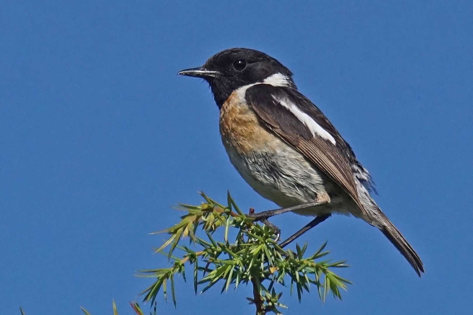 Schwarzkehlchen (Saxicola torquatus), Männchen