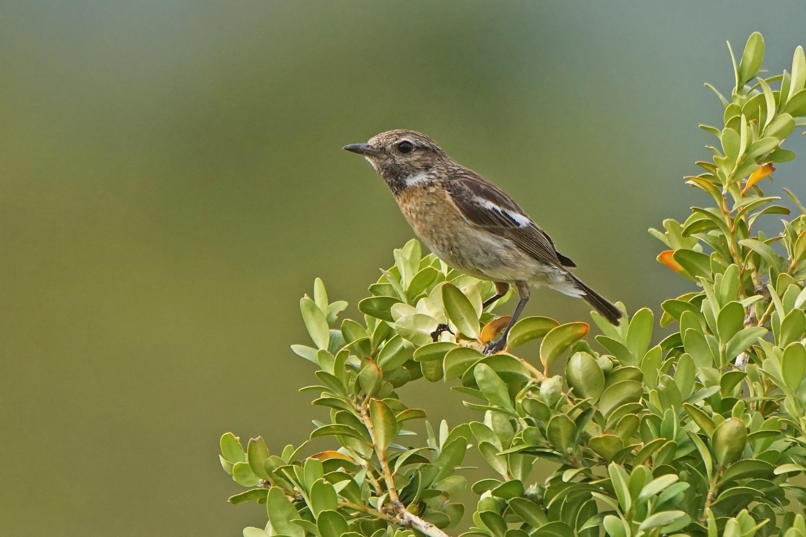 Schwarzkehlchen (Saxicola torquatus), Weibchen