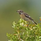 Schwarzkehlchen (Saxicola torquatus), Weibchen