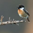 Schwarzkehlchen / singend