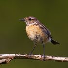 Schwarzkehlchen W (Saxicola Torquata)