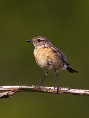 Schwarzkehlchen W (Saxicola Torquata)