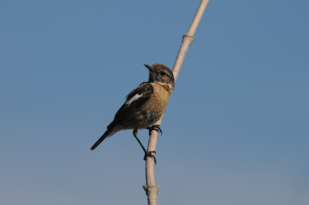 Schwarzkehlchen W. (Saxicola torquatus)