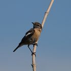 Schwarzkehlchen W. (Saxicola torquatus)