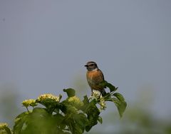 Schwarzkehlchen Weibchen