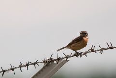 Schwarzkehlchen, Weibchen