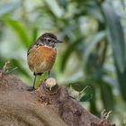 Schwarzkehlchen Weibchen