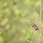 Schwarzkehlchen, Weibchen