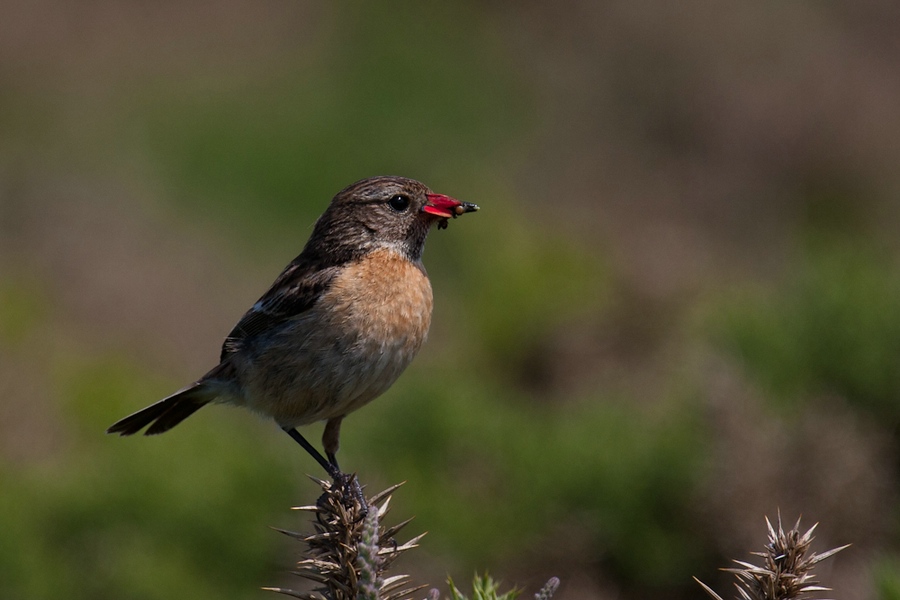 Schwarzkehlchen Weibchen