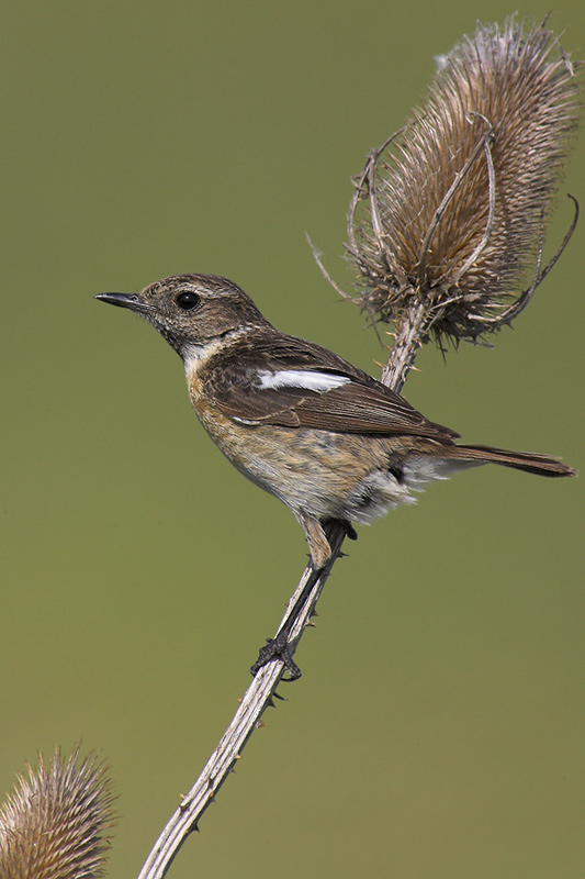 Schwarzkehlchen weibchen ND