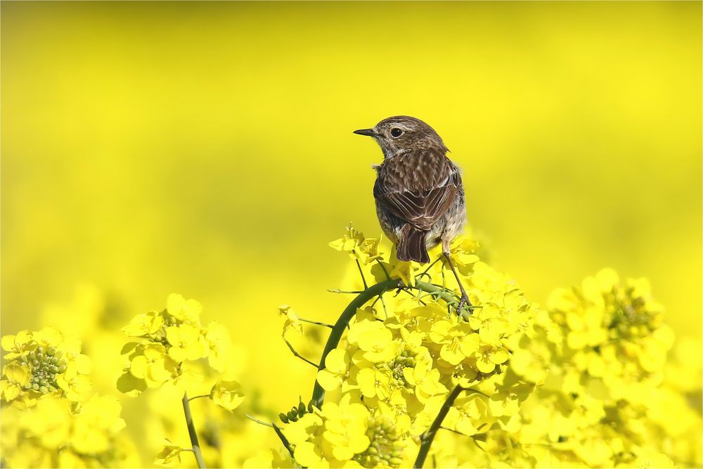 Schwarzkehlchen Weibchen - Saxicola rubicola -  