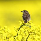 Schwarzkehlchen Weibchen - Saxicola rubicola -  