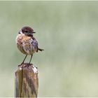 Schwarzkehlchen Weibchen ( Saxicola rubicola)