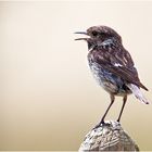 Schwarzkehlchen Weibchen (Saxicola rubicola)