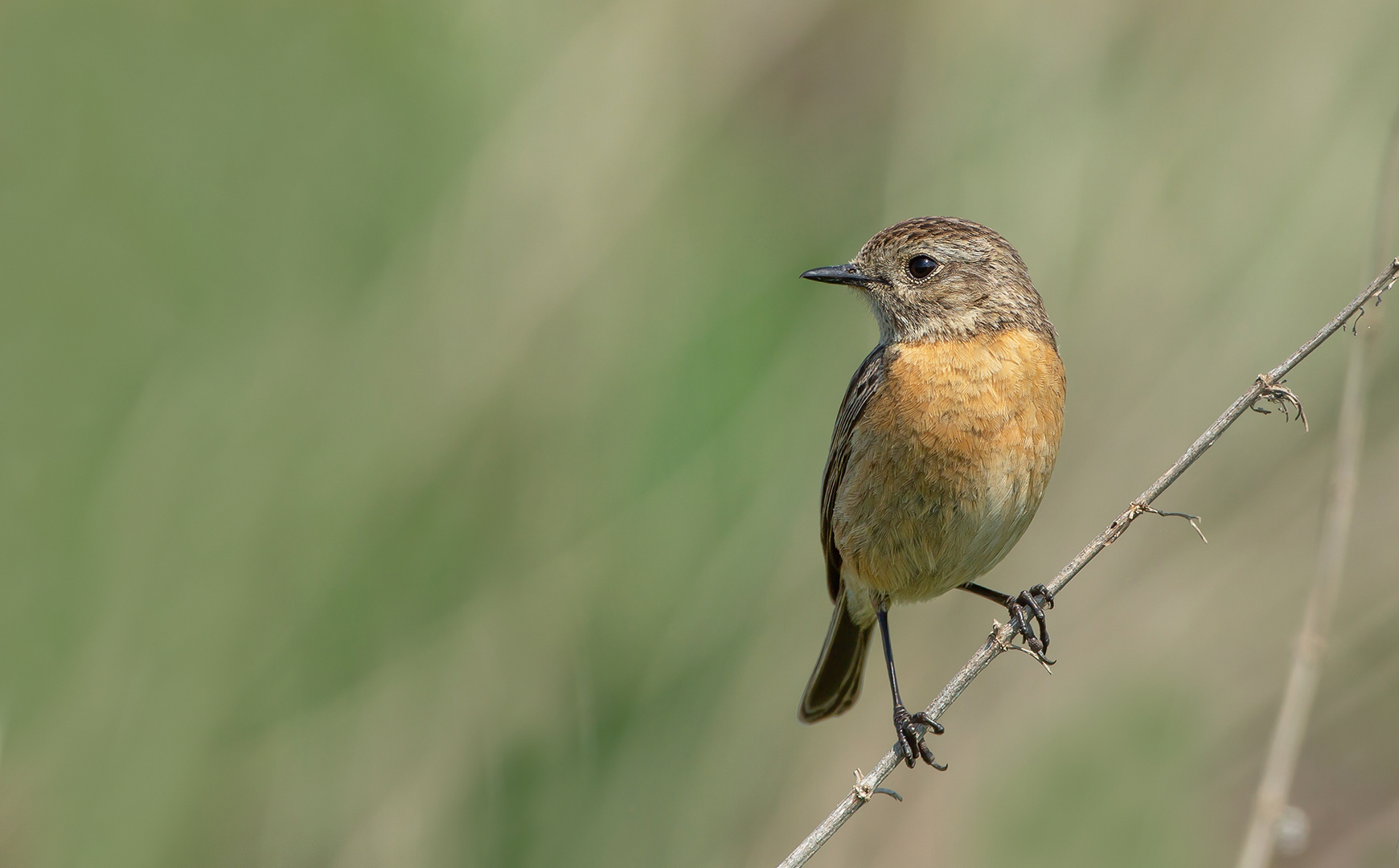 Schwarzkehlchen Weibchen (Saxicola rubicola)