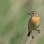 Schwarzkehlchen Weibchen (Saxicola rubicola)