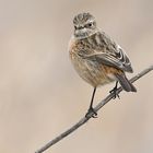 Schwarzkehlchen Weibchen (Saxicola torquata)