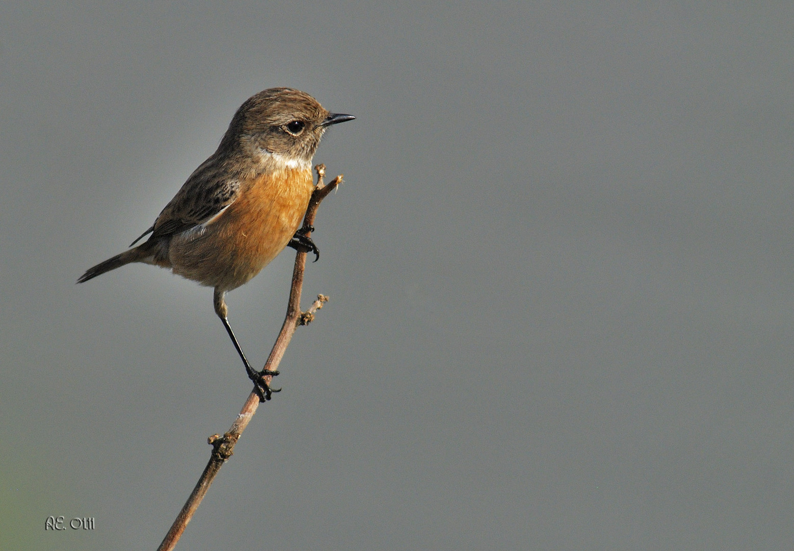 Schwarzkehlchen weibl. (Saxicola torquata )