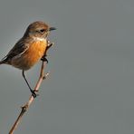 Schwarzkehlchen weibl. (Saxicola torquata )